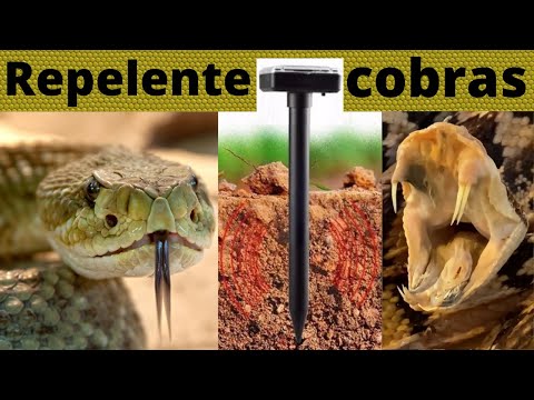 Vídeo: A naftalina manterá as cobras afastadas?