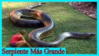 Capturada La Serpiente Mas Grande Del Mundo - A Giant Snake- Anaconda - Radio Mix Hn