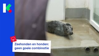 Zeehond op het strand? Hond aan de leiband!
