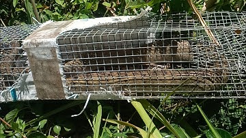 Thăm bẫy rắn mùa khô/snake trap in Vietnam