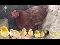 YAA!!🐣NACIERON los POLLITOS  de la GALLINA CLUECA.  Así los cuidamos los primeros días de Vida