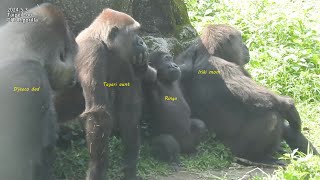 Gorilla D'jeeco family 休息 / Ringo 看 Jabali 開溜。追逐。玩。搥胸。拉 Iriki mom & Tayari aunt 2024-5-3 13:15-14:27