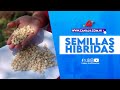 INTA presenta a productores de Mateare semillas híbridas de maíz y sorgo de alto rendimiento