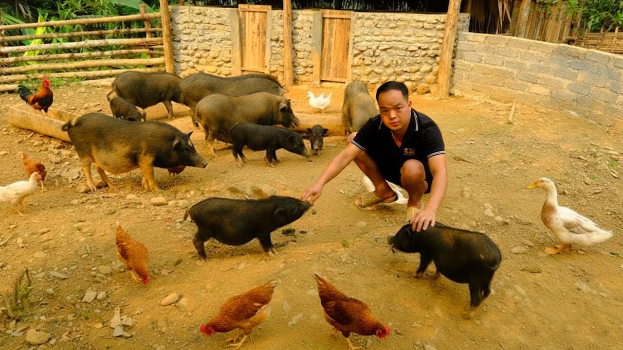 Duong’s Peaceful Farm Day: Feeding Pigs, Chickens, Ducks and Maintaining Fish Ponds