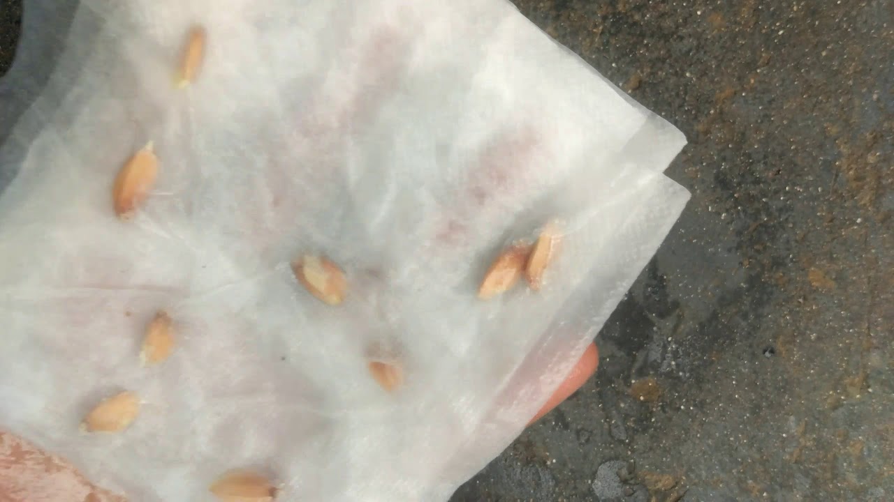 How to grow grapefruit easy from seeds YouTube