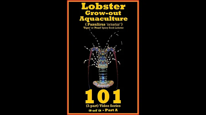Tropical Spiny Rock Lobster 101 - species Panuliru...