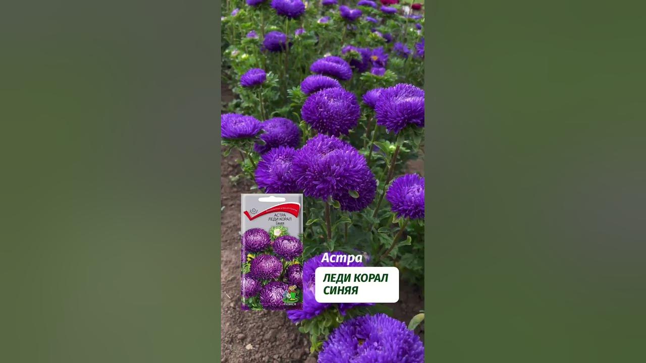 астра Леди Корал синяя - YouTube