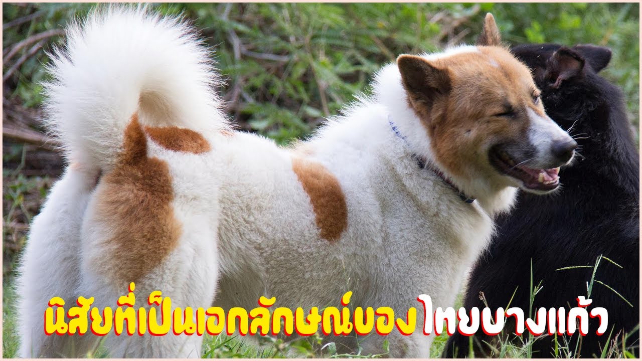 นิสัยที่เป็นเอกลักษณ์ของสุนัขไทยบางแก้ว (Thai Bangkaew) - Youtube