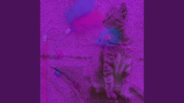 Bright Backdrops for Comfortable with Cats