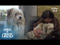 Dog Wanders In Grief Of His Wife And Pups, Taken Away In Human Hands | Animal In Crisis EP194