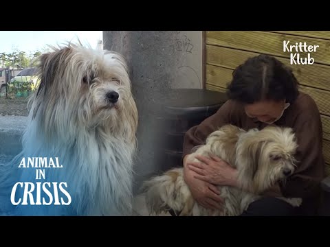 Video: Atemberaubende Drohne Footage erfasst Mann riskiert sein Leben zu ertrinkenden Hund zu retten