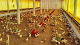 Soltamos As Pintinhas Poedeiras Em Todo Galpão E Fizemos A Troca Da Ração.