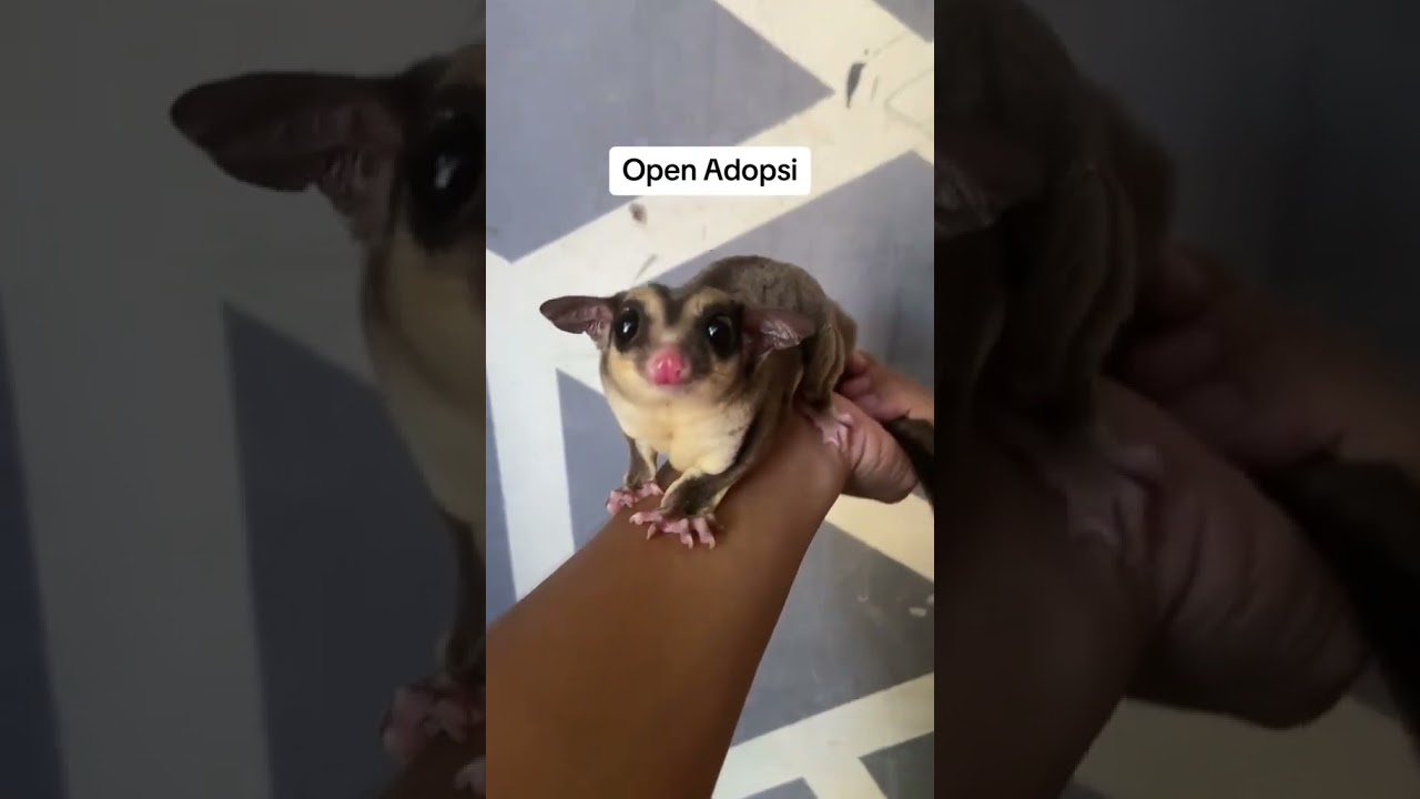 Open Adopsi sugar glider dewasa jenis classic grey