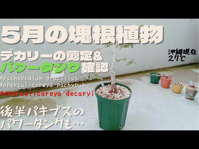 【塊根植物】オペルクリカリア.デカリー剪定&パワータンク確認 ...