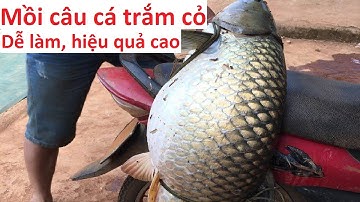 Bài mồi thơm câu cá trắm cỏ DỄ LÀM nhưng RẤT HIỆU QUẢ
