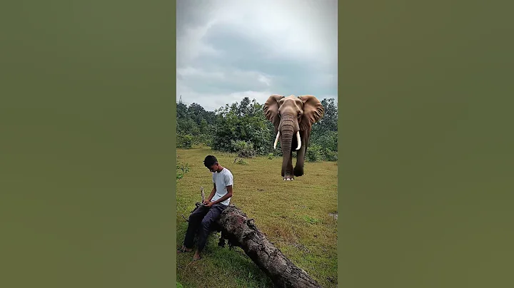 Elephant attack 🐘🐘 #shorts #viral #trending #viralshorts #animal #animalshorts #animalattack  
