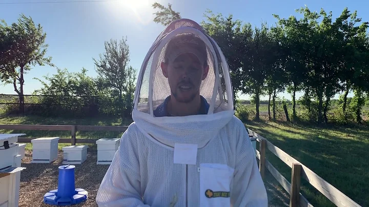 BEEKEEPING - When to harvest honey from your hive