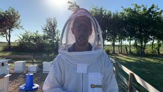 BEEKEEPING - When to harvest honey from your hive