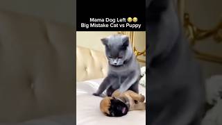 Mama Dog Left… Big Mistake 😳 Cat vs Puppy