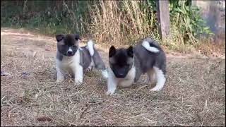 Dogs American Akita puppies#pets #dogs #puppy