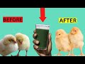 TREAT SICKY & WEAK BABY CHICKS INSTANTLY Using These Natural Products