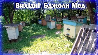 Вихідні бджоли та мед