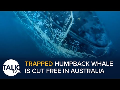 Amazing Moment Trapped Humpback Whale Is Cut Free In Australia