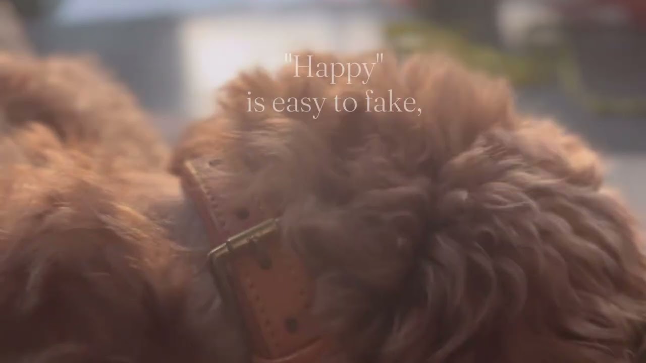 The Quiet Proof: The Real Dog Boarding Footage