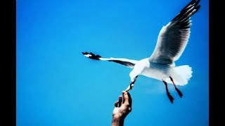 Bad Company - Seagull (song video)