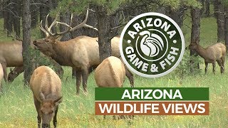 On this episode of arizona wildlife views host amber munig has the
following stories: elk translocation over 100 years ago, arizona's
population was down...