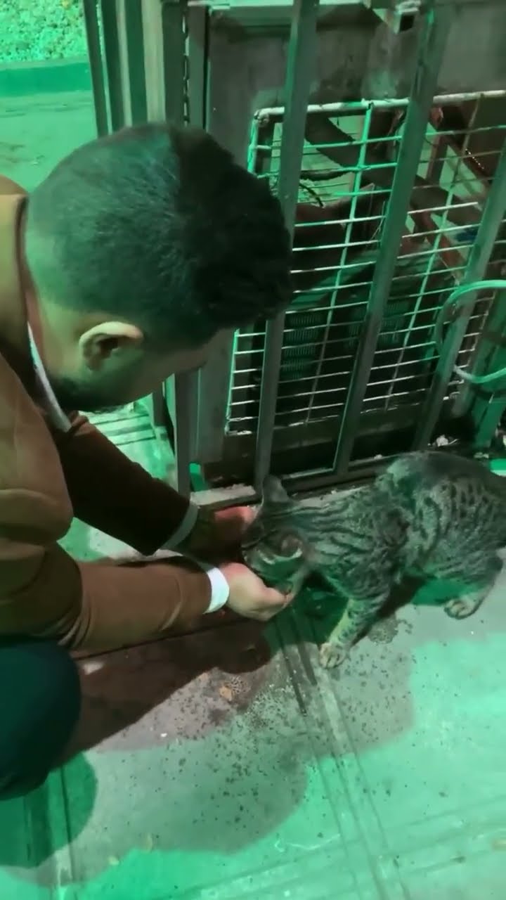 Top des vidéos très mignon petit chaton