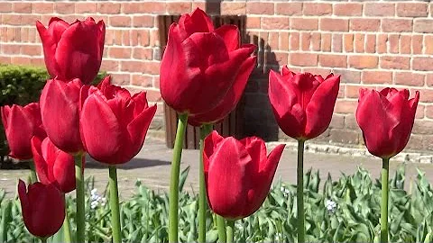 Tulip 'Oscar' - FarmerGracy.co.uk - DayDayNews