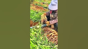 Inovasi Gunting Super Tajam Untuk Memotong Batang Jahe #shorts