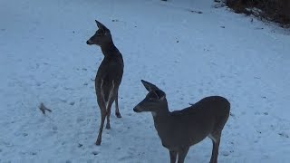 Saturday Jan 13 - 2 Deer eating apples in the snow before the storm