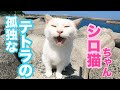 ぬいぐるみ抱っこが可愛い過ぎる💕孤独なテトラのシロ猫ちゃん　#cat #保護猫 