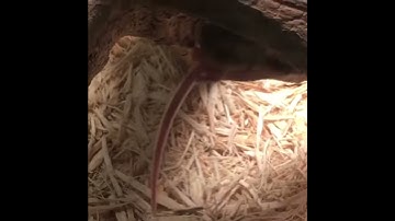 Feeding a ball python -part 2