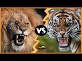 Len vs tigre  quin es el verdadero rey