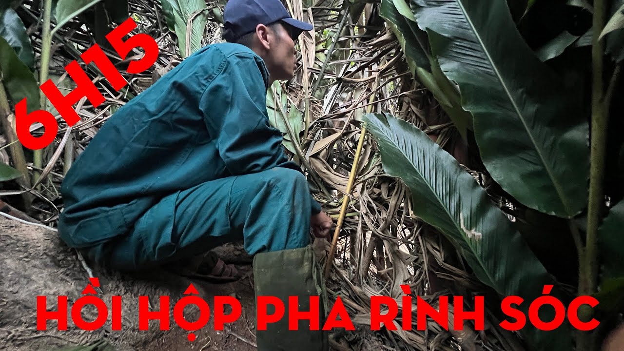 KẾT QUẢ CHỜ ĐỢI BÊN GỐC CÂY SÒI RỪNG-TỰ THỢ RỪNG