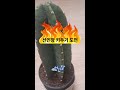 선인장13일차