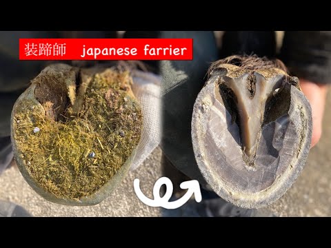 馬のつめ切り　Hoof cutting 削蹄　〜装蹄師〜