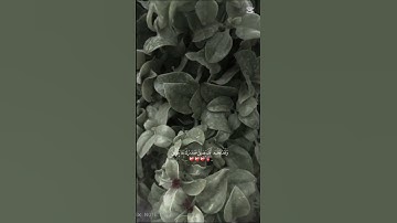 قران كريم راحه نفسيه اكتب شي تؤجر عليه 🌺