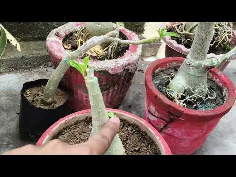 Adenium Grafting Update September Month