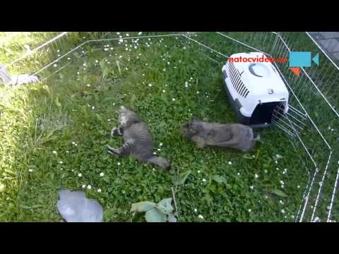 Video: Jak vyčistit klec Gerbil: 13 kroků (s obrázky)