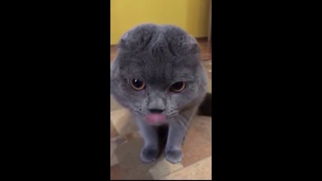 Говорящий кот YouTube
