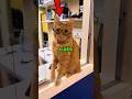 Cats Are SMARTER Than You Think #animal #cats #smart #usa