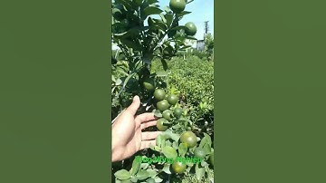 quất tết năm 2023,quất thế bonsai đẹp năm 2023