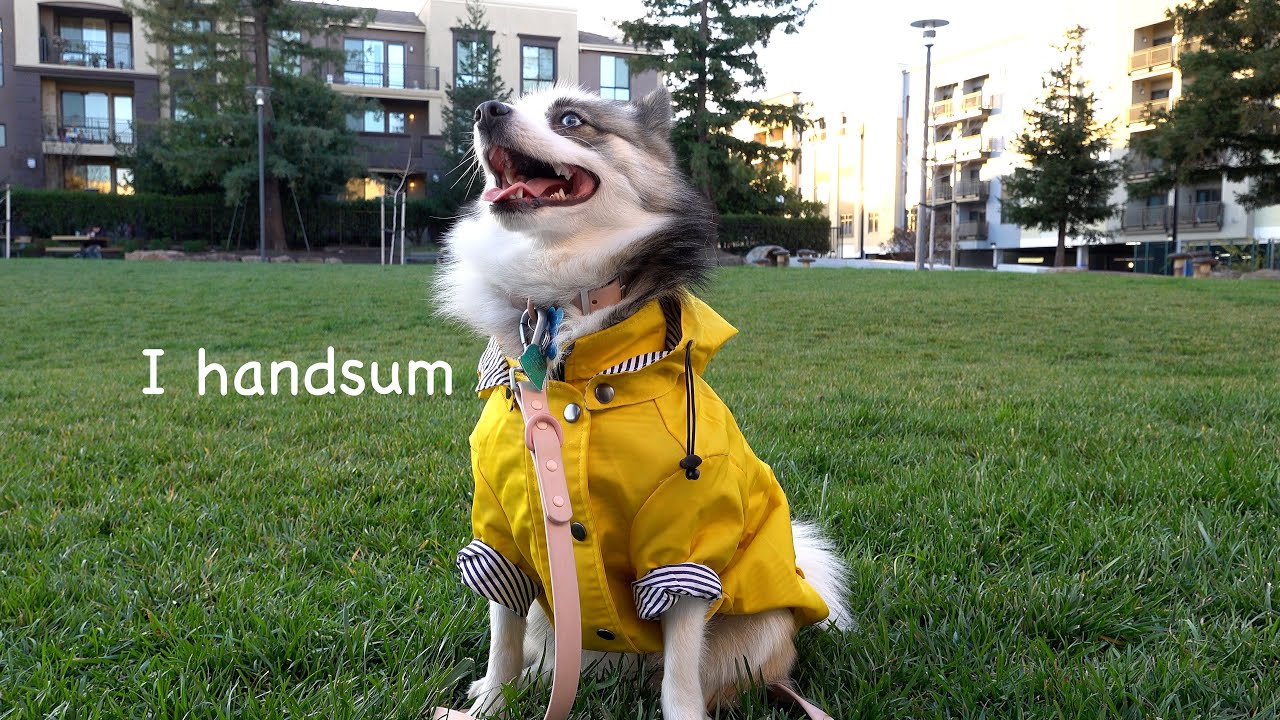 Day In The Life Of A Pomsky!! Vlog #1