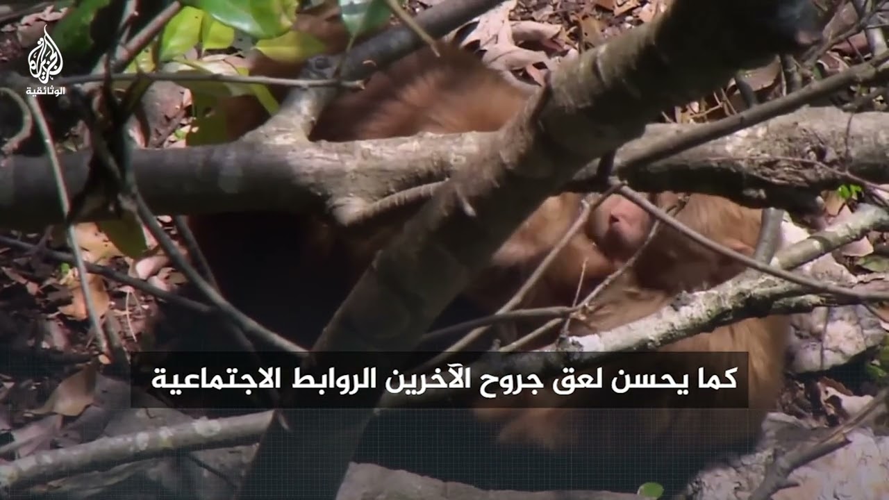 لعق الجروح.. وسيلة قرود التبت للشفاء وتقوية الروابط الاجتماعية