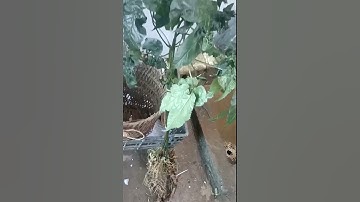 #sâm_ngọc_linh_rừng củ sâm rừng VIP hàng khủng nặng 450gam hơn 50 mắt sâm zá 160t 0984111992