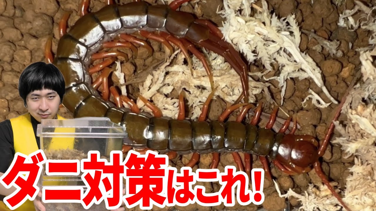 巨大ムカデをお手軽で安全に飼う方法 - YouTube
